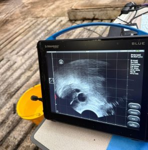 Thrums Veterinary Group Draminski Scanner | Invest in Angus Thrums Veterinary Group Draminski Scanner