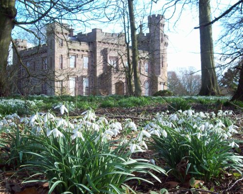 Snowdrops at Dunninald Castle